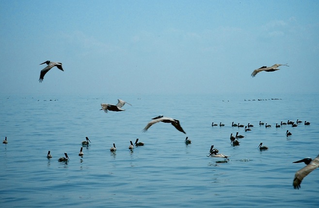pelicans